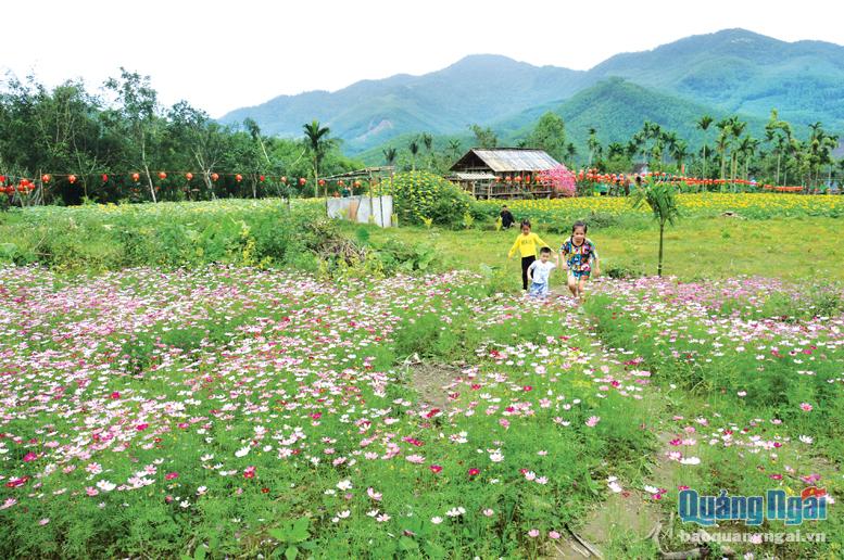 Cánh đồng hoa nơi nông trại Ý Lạc Viên, ở thôn Dư Hữu, xã Long Mai (Minh Long) thu hút du khách.                                 ẢNH: K.NGÂN